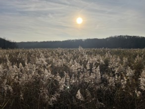 Reeds in the swamp area of the Vorpommersche Boddenlandschaft National Park, Darss-Zingster