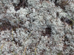 Lichens cover the ground in the Vorpommersche Boddenlandschaft National Park, Darß-Zingster