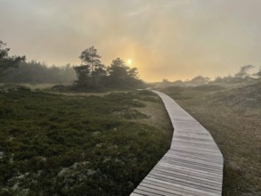Sunset, fog. Landscape with hiking trails through the Western Pomerania Lagoon Area National Park.