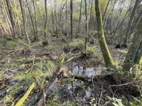 Swamp, forest in the national park, Western Pomerania Lagoon Area National Park, Darss-Zingster