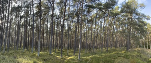 Pine forest, Vorpommersche Boddenlandschaft National Park, Darss-Zingster Boddenkette, Baltic Sea,