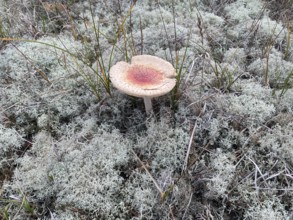 Fly agaric (Amanita muscaria) between lichens cover the ground in the Western Pomerania Bodden