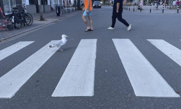 Herring gull (Larus argentatus), gull walking across the zebra crossing, funny, Warnemünde,