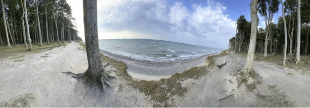 Ghost forest, steep coast near Nienhagen, panoramic Rostock district, Mecklenburg-Western