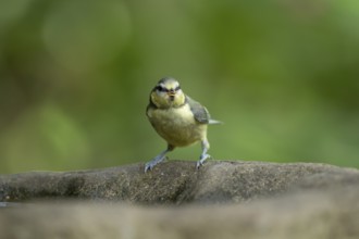 Blue tit (Cyanistes caeruleus) adult garden bird on a bird bath in summer, England, United Kingdom