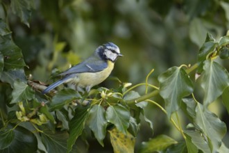 Blue tit (Cyanistes caeruleus) adult garden bird on an Ivy tree branch, England, United Kingdom