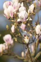 European goldfinch (Carduelis carduelis) adult garden bird on a Magnolia tree branch with blossom