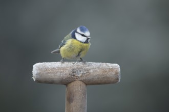 Blue tit (Cyanistes caeruleus) adult garden bird on a frost covered fork handle in winter, England,