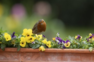 European robin (Erithacus rubecula) adult garden bird on a plant pot with Pansy and Viola flowers