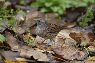 Dunnock or Hedge sparrow (Prunella modularis) adult garden bird searching for food, England, United