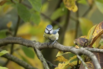 Blue tit (Cyanistes caeruleus) adult garden bird on a Magnolia tree branch with autumn colour