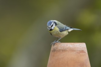 Blue tit (Cyanistes caeruleus) adult garden bird on a plant pot, England, United Kingdom