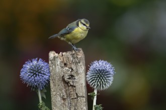 Blue tit (Cyanistes caeruleus) adult garden bird on a wooden post in summer, England, United