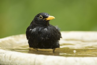 European blackbird (Turdus merula) adult male garden bird washing in a bird bath in summer,