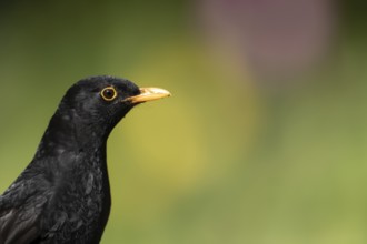 European blackbird (Turdus merula) adult male garden bird head portrait in summer, England, United