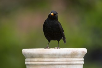 European blackbird (Turdus merula) adult male garden bird on a plant pot in summer, England, United