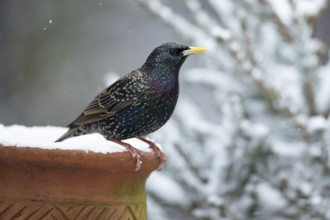 European starling (Sturnus vulgaris) adult garden bird on a snow covered plant pot in winter,