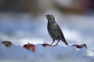 European starling (Sturnus vulgaris) adult garden bird amongst apples fruit on a snow covered lawn
