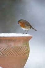 European robin (Erithacus rubecula) adult garden bird on a snow covered plant pot in winter,