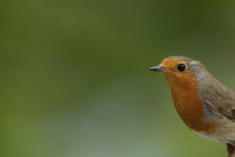 European robin (Erithacus rubecula) adult garden bird head portrait, England, United Kingdom