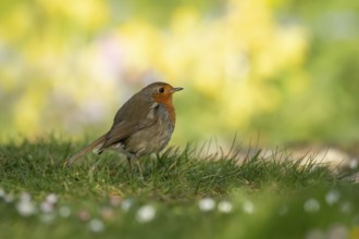European robin (Erithacus rubecula) adult garden bird on a grass lawn in spring, England, United