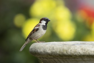 House sparrow (Passer domesticus) adult male garden bird on a bird bath in summer, England, United