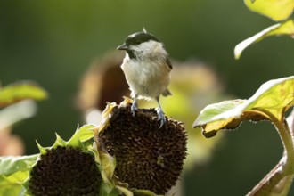 Marsh tit (Poecile palustris) adult garden bird on a sunflower plant seedhead in summer, England,