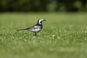 Pied wagtail (Motacilla alba) adult bird on a garden grass lawn with insects in its beak for food
