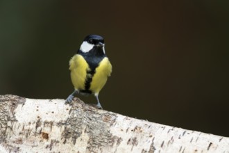 Great tit (Parus major) adult garden bird on a silver birch tree log, England, United Kingdom