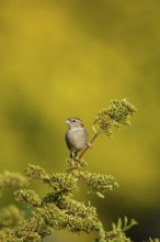 House sparrow (Passer domesticus) adult female garden bird on a shrub in summer, England, United