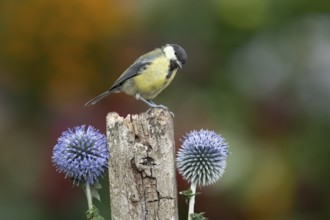 Great tit (Parus major) adult garden bird on a wooden post in summer, England, United Kingdom