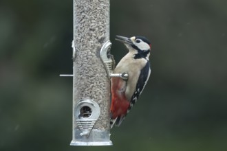 Great spotted woodpecker (Dendrocopos major) adult garden bird feeding on sunflower seed hearts