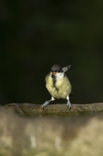 Great tit (Parus major) adult garden bird on a bird bath in summer, England, United Kingdom