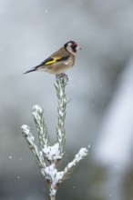 European goldfinch (Carduelis carduelis) adult garden bird on a snow covered Christmas spruce tree