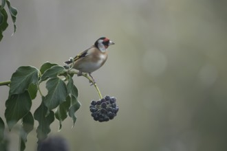 European goldfinch (Carduelis carduelis) adult garden bird on an Ivy tree branch in winter,