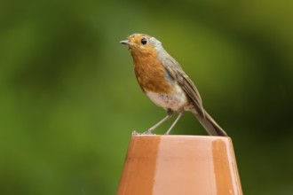 European robin (Erithacus rubecula) adult garden bird on a plant pot, England, United Kingdom