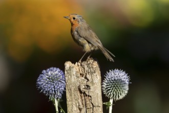 European robin (Erithacus rubecula) adult garden bird on a wooden post in summer, England, United