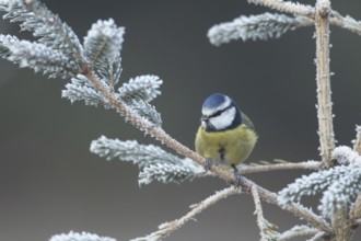 Blue tit (Cyanistes caeruleus) adult garden bird on a frost covered Christmas spruce tree in
