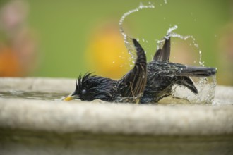European starling (Sturnus vulgaris) adult garden bird washing in a bird bath in spring, England,