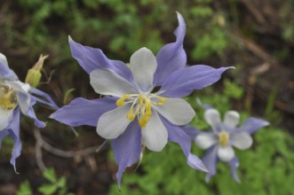 Close-up of a purple flower with white accents and yellow stamens, Rocky Mountains columbine