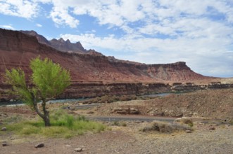Rocky desert landscape with a river, Colorado River, and a single tree near a road, Grand Canyon