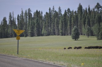 Herd of buffalo, American Bison (Bos bison), in a meadow next to a road with a warning sign, Grand