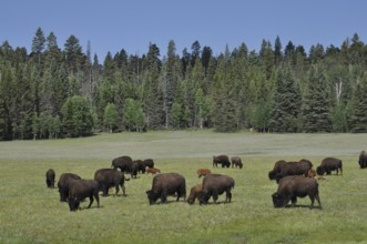 Herd of bison, American Bison (Bos bison), grazing peacefully in a large meadow near the forest,
