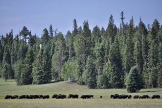 Bison, American Bison (Bos bison), in a meadow in front of a dense forest under a clear sky, Grand