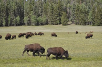 Two bison, American Bison (Bos bison), grazing in a spacious meadow in front of a dense forest,