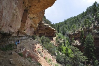 Hiker walking along steep and rocky canyon walls in green surroundings, Grand Canyon National Park,