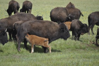 Bison calf sucking on its mother, American Bison (Bos bison), on a green meadow, Grand Canyon
