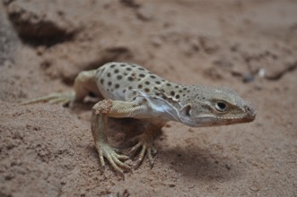 Close-up of a spotted lizard, leopard iguana (Gambelia wislizenii), in the sandy desert
