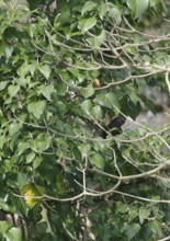 Blackbird (Turdus merula), male, eating ivy berries (Hedera helix), North Rhine-Westphalia, Germany