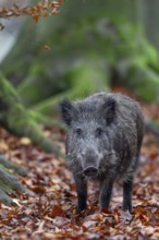 Wild boar (Sus scrofa) in autumn forest, autumn, autumn colours, Germany